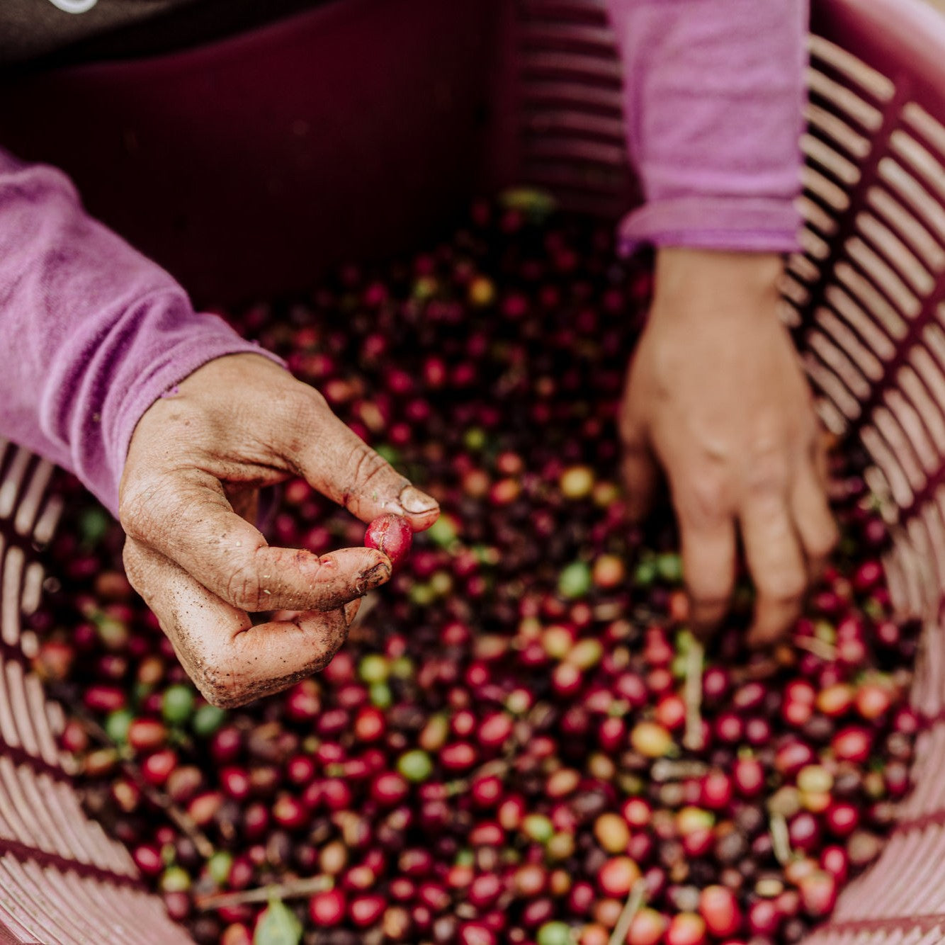 Aquiares Estate Esperanza Washed, Costa Rica | FILTER