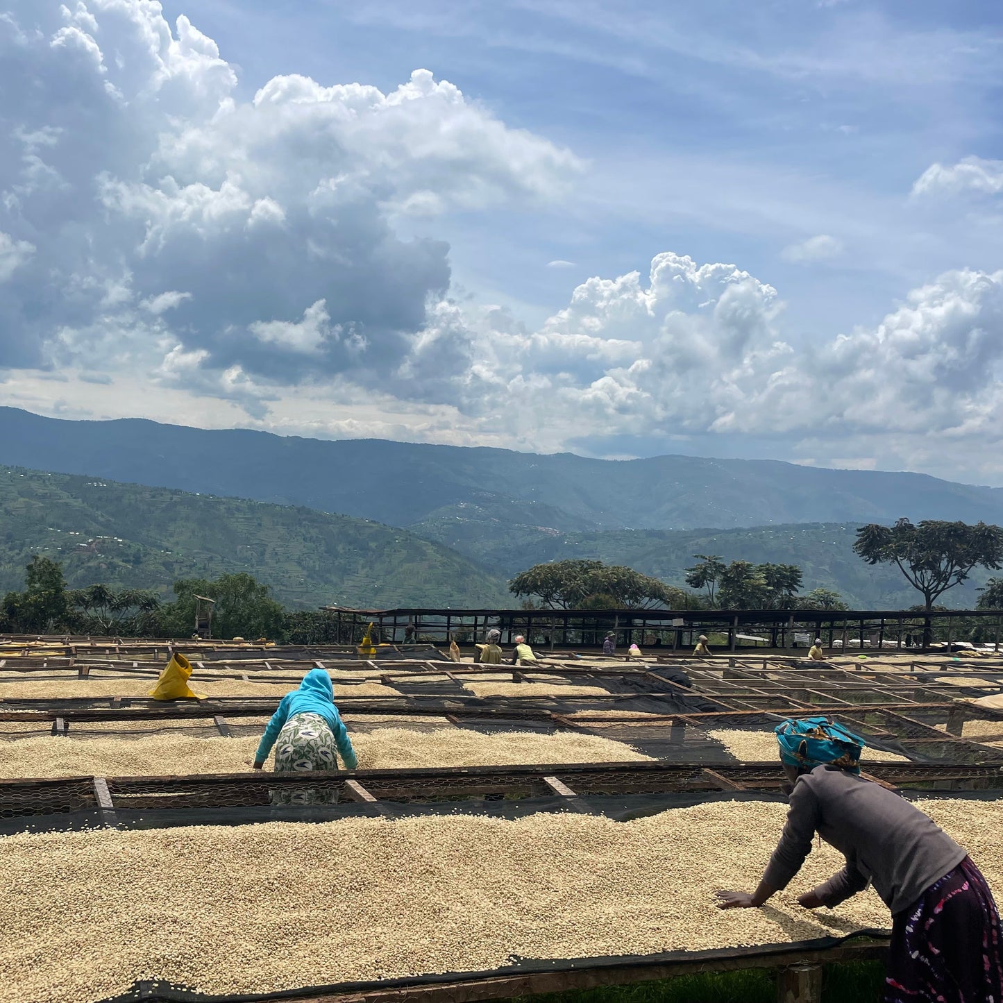 Musasa Dukunde Kawa Decaf, Rwanda | DECAF