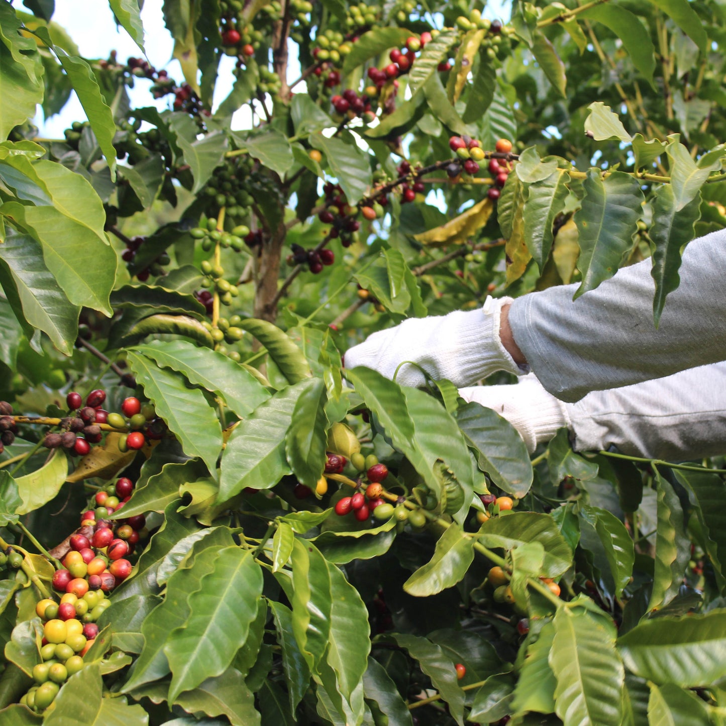 Fazenda Rio Verde, Brazil| ESPRESSO