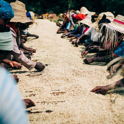 Sidama Bensa Bombe, Ethiopia | FILTER