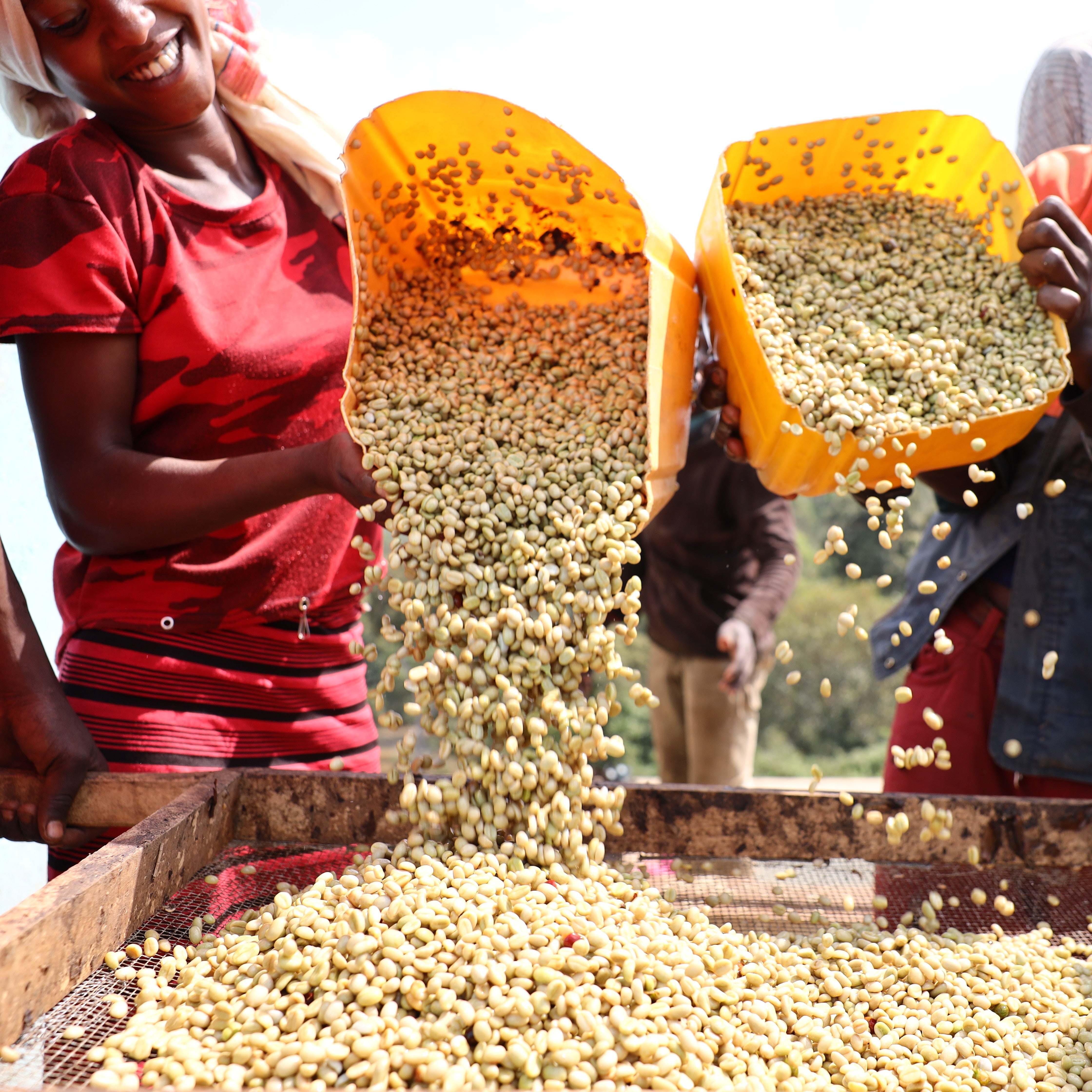 Sidama Buncho Washed, Ethiopia | FILTER – Williams & Johnson