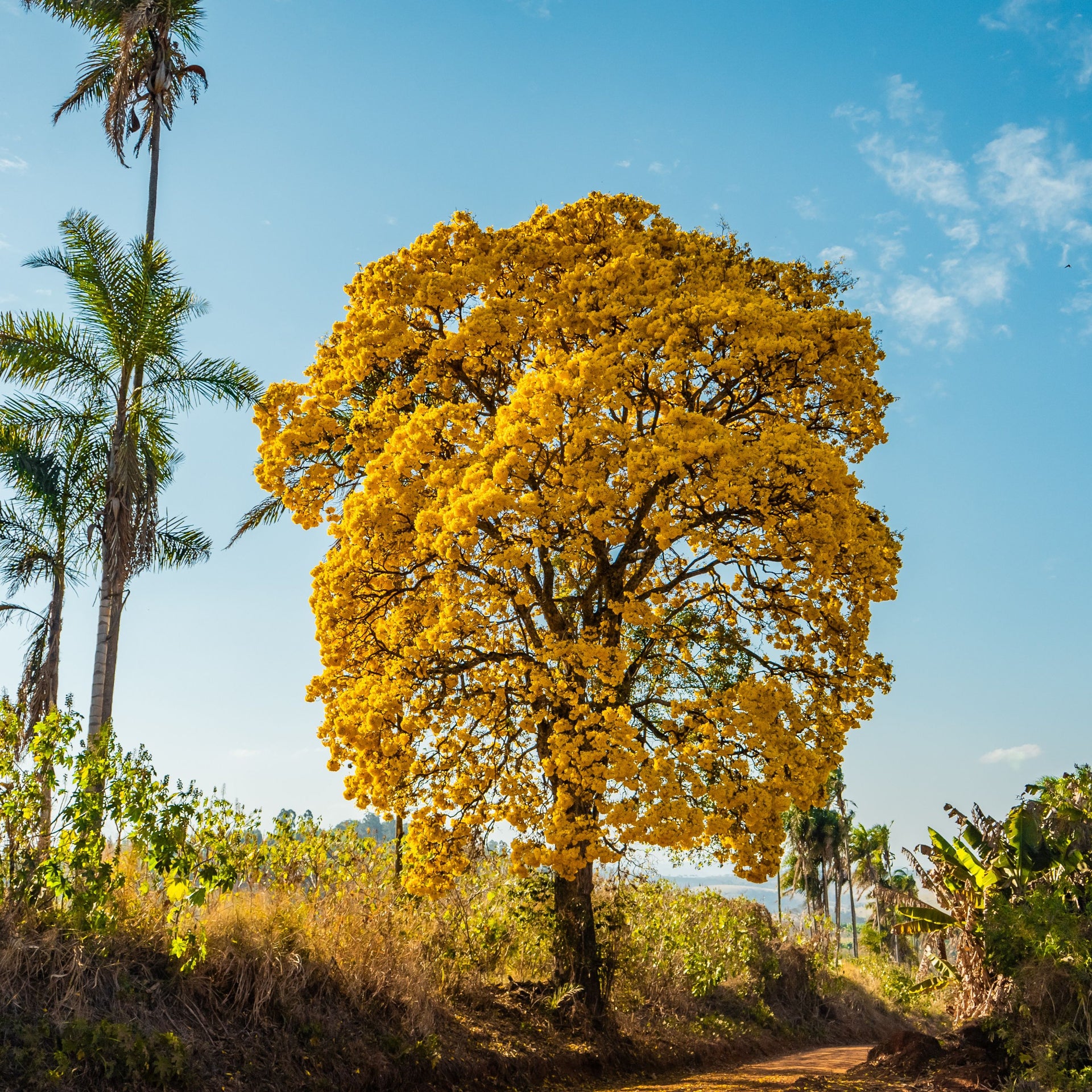 Photo of Sitio Santo Antonio Brazil Espresso
