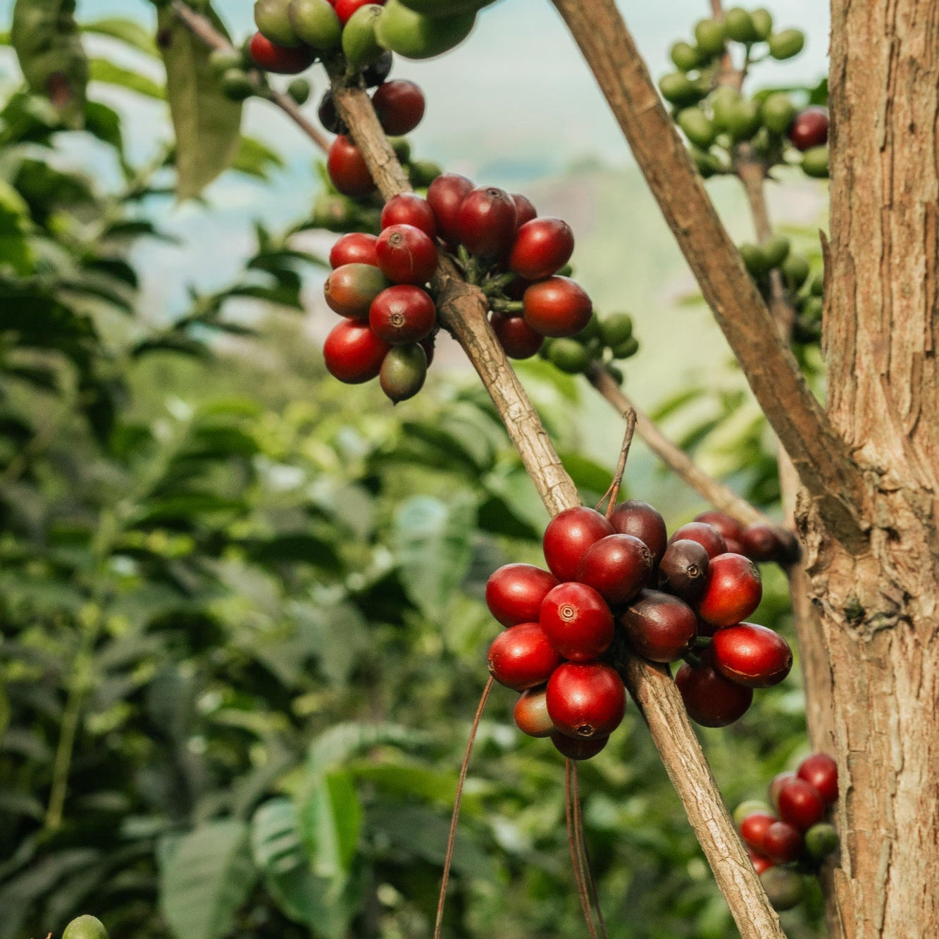 Coffee berries on a tree branch with a blurred green background