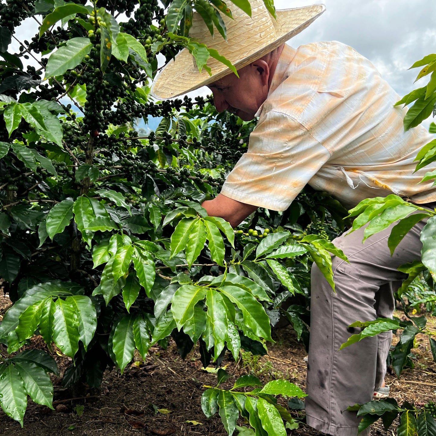 Luis Alfredo Diaz, Colombia | FILTER