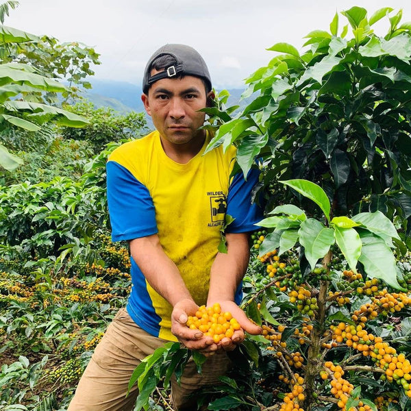 Orlando Coronel Cervera ORGANIC, Peru | ESPRESSO