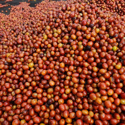 El Carmen Anaerobic Natural Orange Bourbon, El Salvador | FILTER
