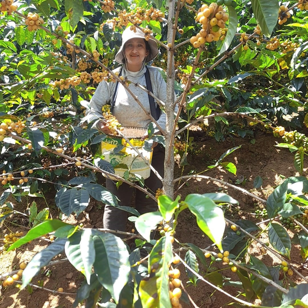 Photo of El Palto Organic Peru Filter