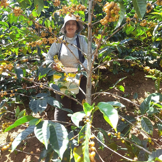 El Palto ORGANIC, Peru | FILTER