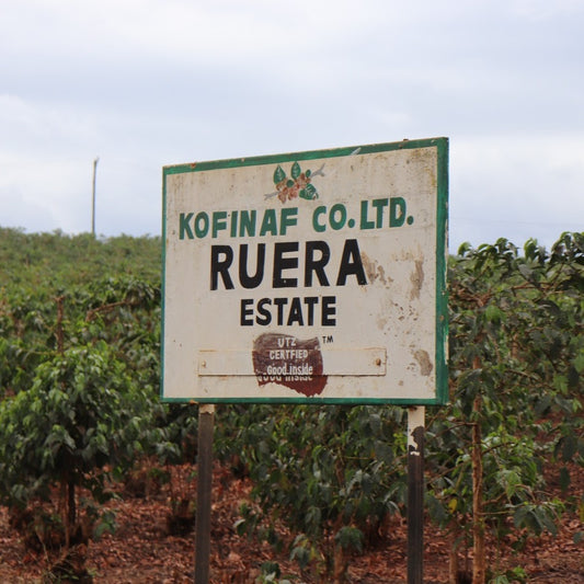 Ruera Estate Natural, Kenya | FILTER