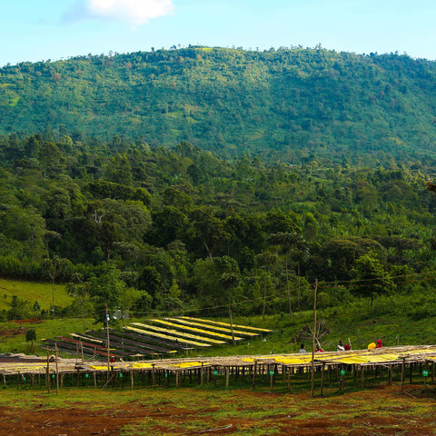 Sidama Buncho Washed, Ethiopia | Filter