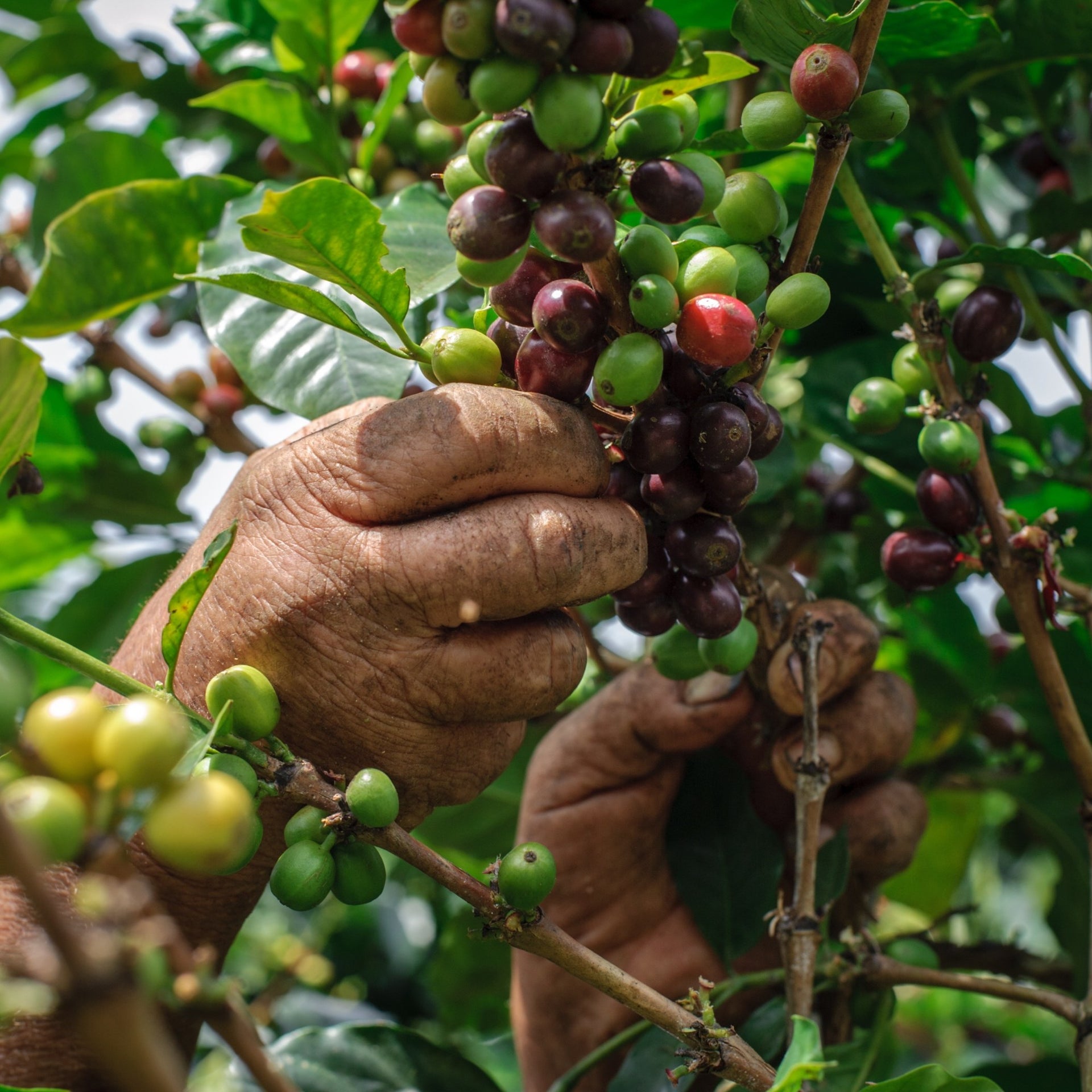 Photo of La Joyeria Colombia Espresso